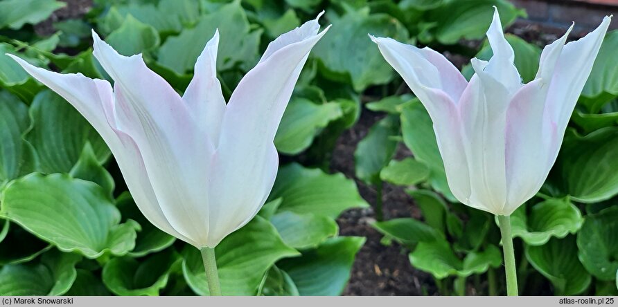 Tulipa Sapporo
