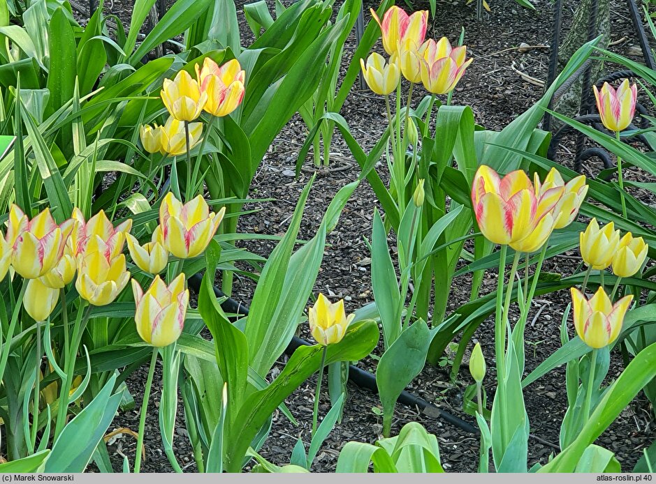 Tulipa Antoinette