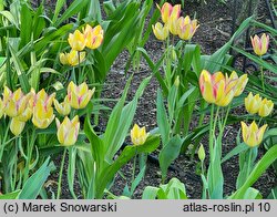 Tulipa Antoinette