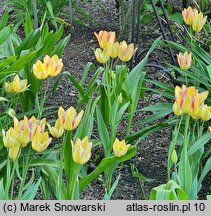 Tulipa Antoinette