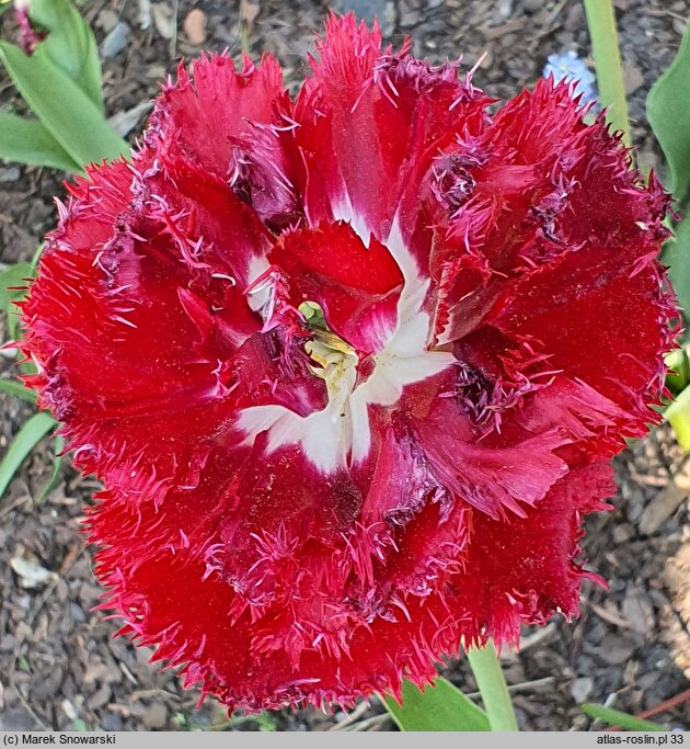 Tulipa Barbados