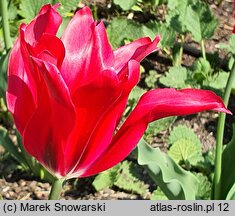 Tulipa Doll's Minuet