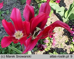 Tulipa Doll's Minuet