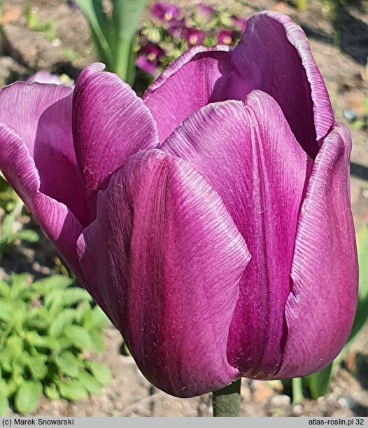 Tulipa Triumph Blue