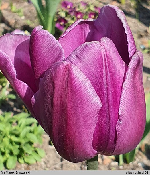 Tulipa Triumph Blue