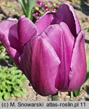 Tulipa Triumph Blue