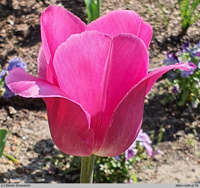 Tulipa Barcelona