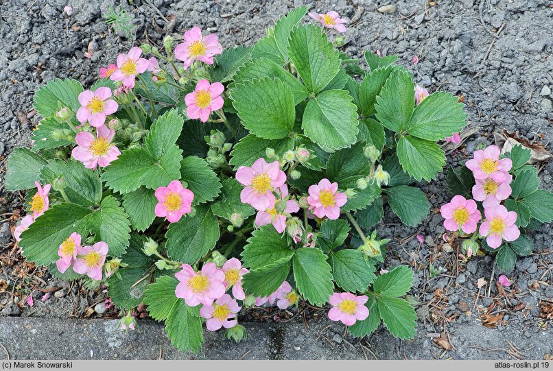 Fragaria Frel