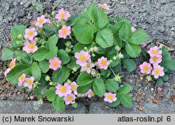 Fragaria Frel