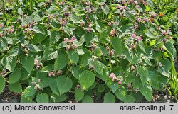 Lamium orvala (jasnota wielkokwiatowa)