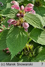 Lamium orvala (jasnota wielkokwiatowa)