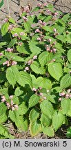 Lamium orvala (jasnota wielkokwiatowa)