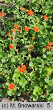 Geum ×heldreichii (kuklik Heldreicha)