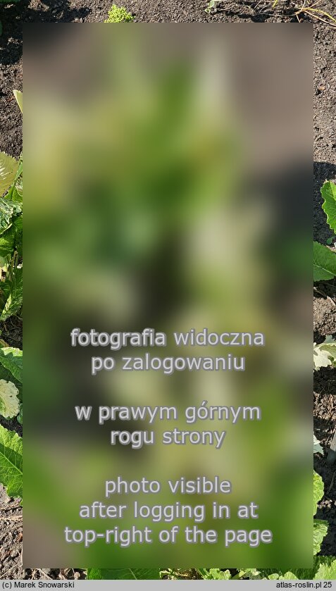 Armoracia rusticana Variegata