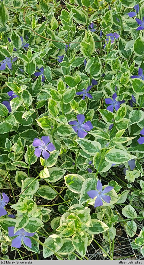 Vinca major Variegata