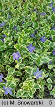 Vinca major Variegata