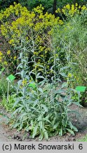 Isatis tinctoria (urzet barwierski)