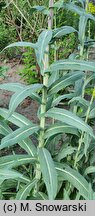 Isatis tinctoria (urzet barwierski)