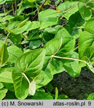 Hypericum androsaemum (dziurawiec barwierski)