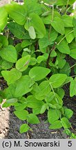 Hypericum androsaemum (dziurawiec barwierski)