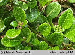 Lonicera crassifolia (wiciokrzew płożący)