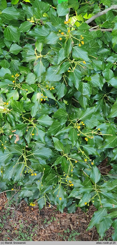 Hedera helix Poetica Arborea