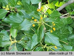 Hedera helix Poetica Arborea