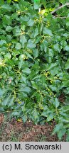 Hedera helix Poetica Arborea