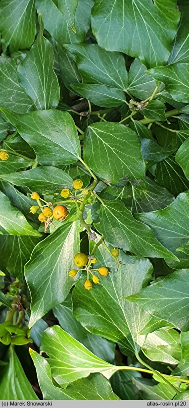 Hedera helix Poetica Arborea