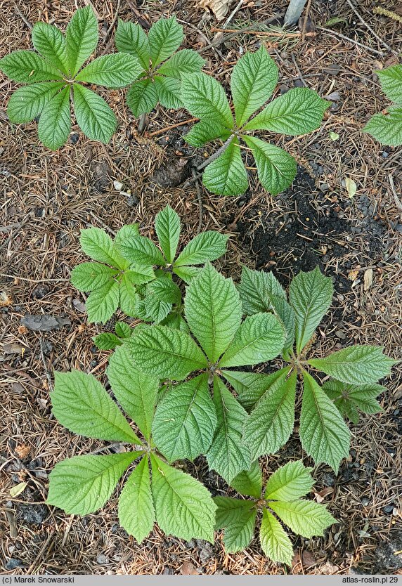 Rodgersia Irish Bronze