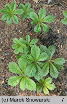 Rodgersia Irish Bronze