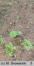 Rodgersia Irish Bronze