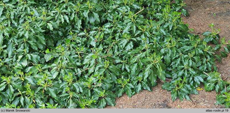 Hedera helix Buchlovice AF