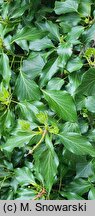 Hedera helix Buchlovice AF