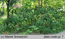 Hydrangea aspera ssp. sargentiana