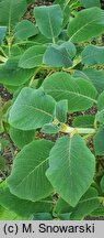 Hydrangea aspera ssp. sargentiana