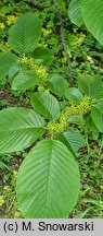 Rhamnus imeretinus (szakłak wielkolistny)