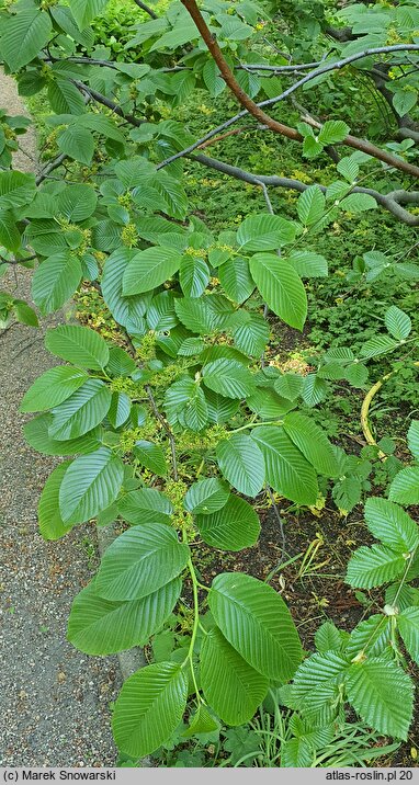 Rhamnus imeretinus (szakłak wielkolistny)