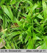 Carex plantaginea (turzyca babkowata)