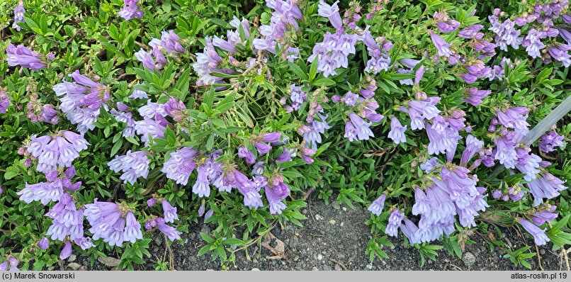 Penstemon menziesii (penstemon Menziesa)