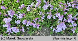 Penstemon menziesii (penstemon Menziesa)