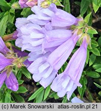 Penstemon menziesii (penstemon Menziesa)