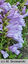 Penstemon menziesii (penstemon Menziesa)