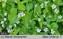 Viola canadensis (fiołek kanadyjski)