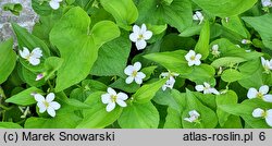 Viola canadensis (fiołek kanadyjski)