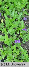 Viola palmata (fiołek dłoniasty)