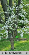 Malus sargentii (jabłoń Sargenta)