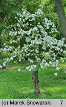 Malus sargentii (jabłoń Sargenta)