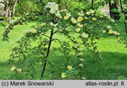 Rosa xanthina (róża żółta)