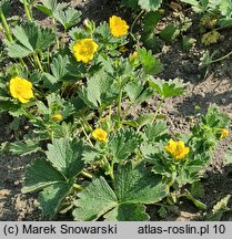 Potentilla fragiformis (pięciornik poziomkowaty)